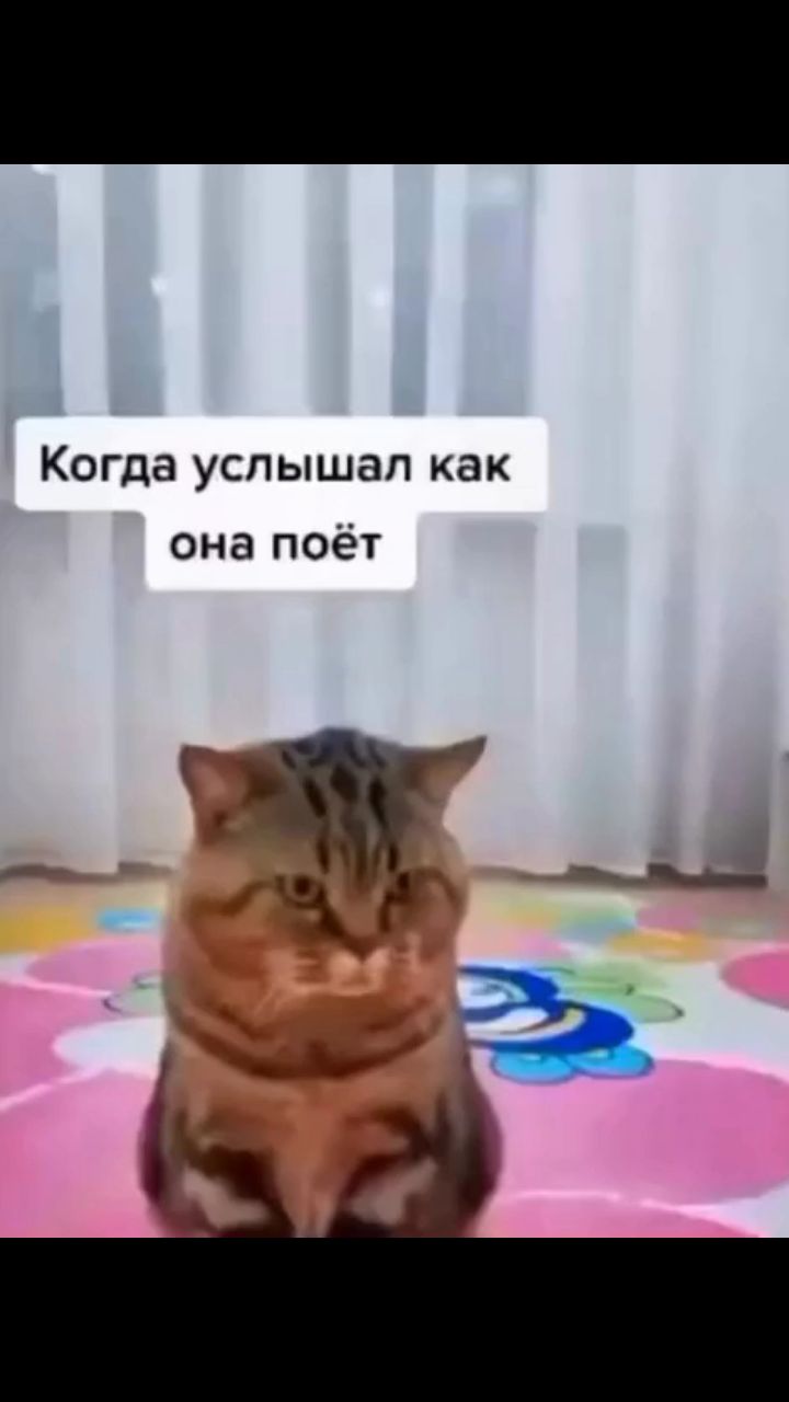 ТЕРРИТОРИЯ СМЕХА в LOOKY. #приколы,#коты-воители. #приколы #коты-воите...