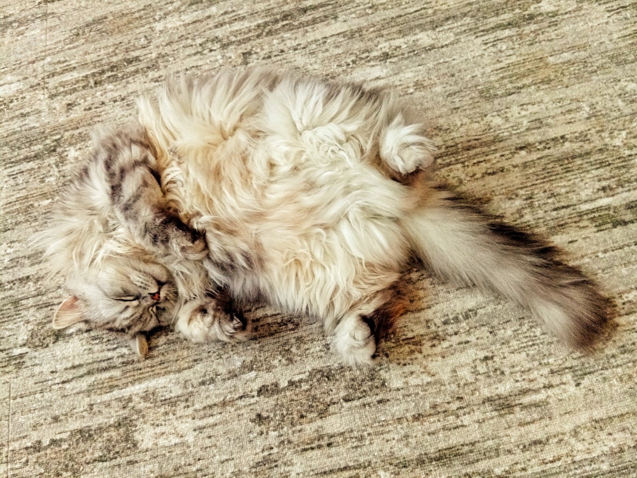 darenka_little в LOOKY. . [#cat ](cat)[#cats_o...