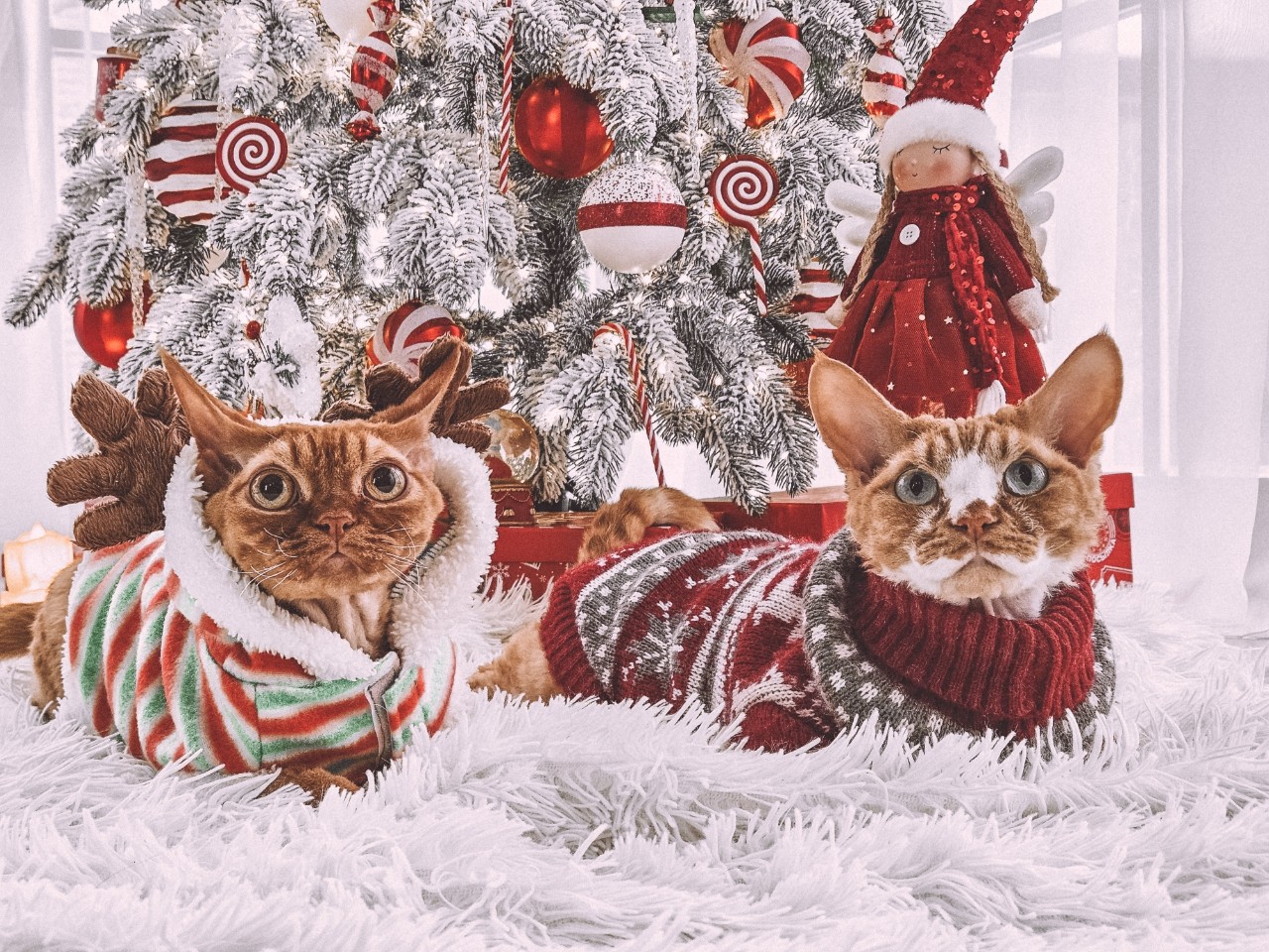 Кирюша и Лёва 😁🎄

#девонрекс [#фотосессия ](фотосессия)#новыйгод [#домашниеживотные ](домашниеживотные)[#питомцы ](питомцы)[#котики ](котики)