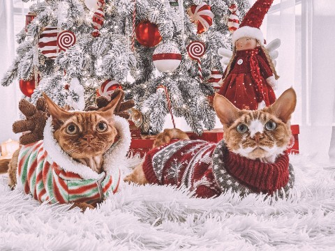 Fluffy_347 в LOOKY. #девонрекс. Кирюша и Лёва 😁🎄

...