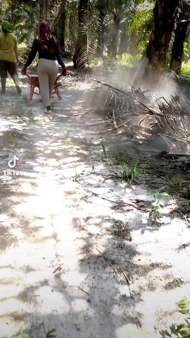 Plantation channel в LOOKY. . Viralid