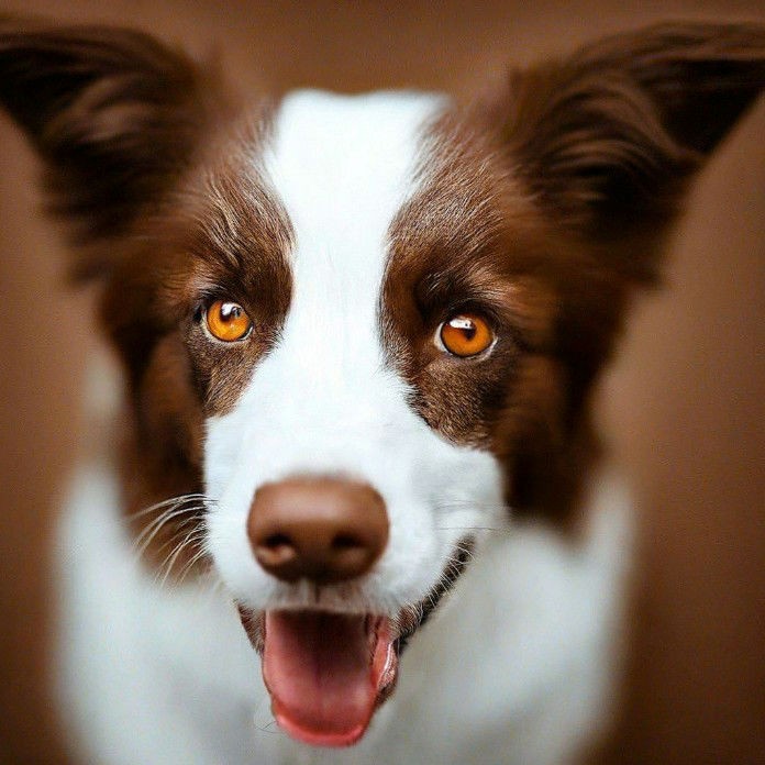 olga_freeflow в LOOKY — Балуемся с нейросетью, создала своего песеля😊🐕