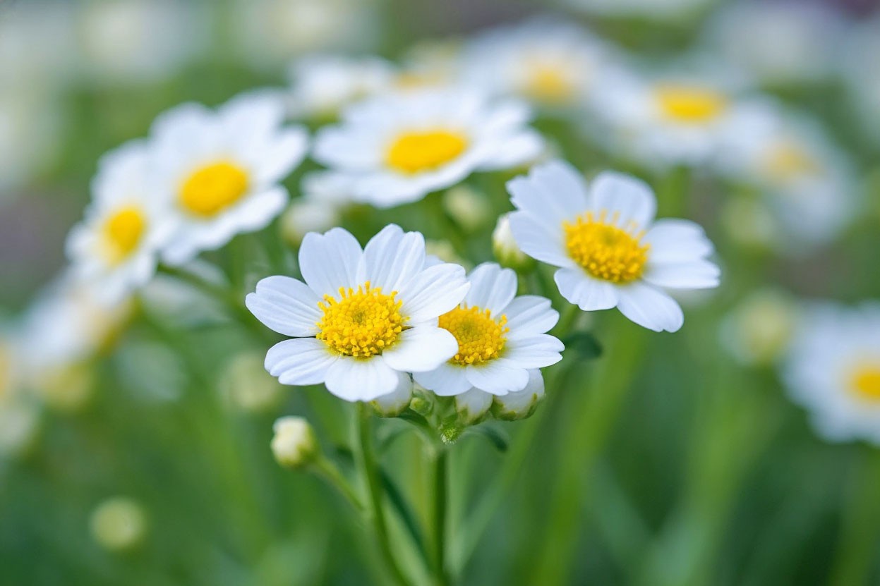 MicroGreens from Ladymari в LOOKY. . Привет, мои дорогие!...