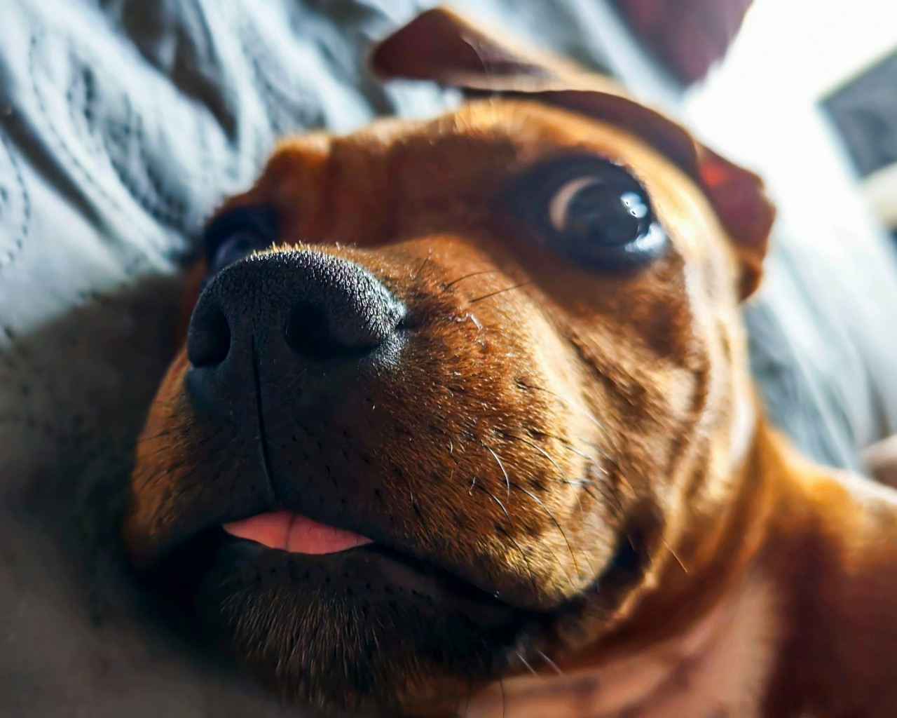 BuchTheStaffy in LOOKY