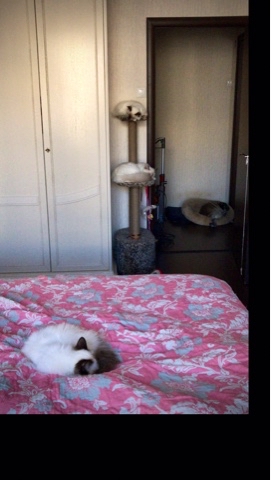 svetlana14064 в LOOKY. #Священнаябирма,#Породистыекотята,#Котята,#осень,#кот,#кошка,#питоцы,#пушистыедпузья,#коасивыекошки. После завтрака все п...