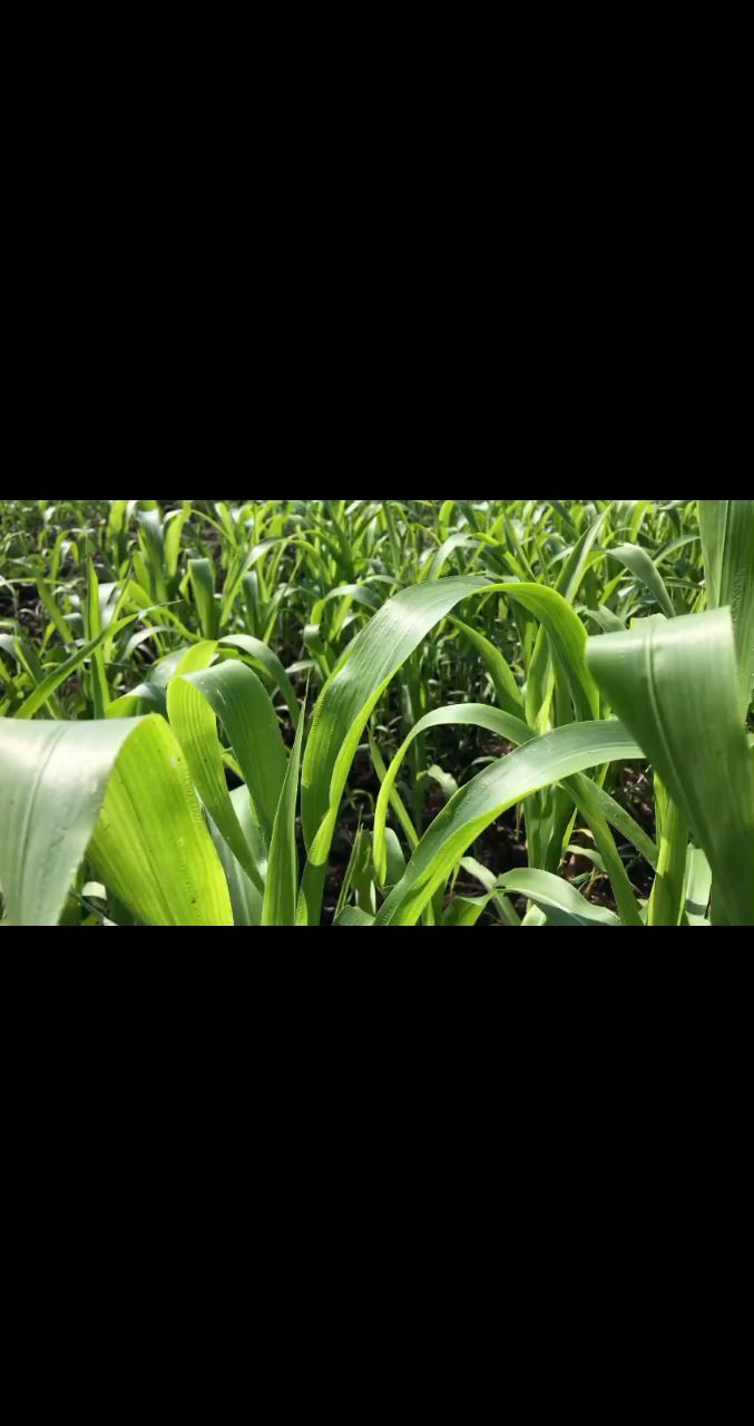 lelya.medium в LOOKY. #прогноз,#сегодня,#судьба,#здоровье,#деньги,#любовь. #прогноз #сегодня #с...