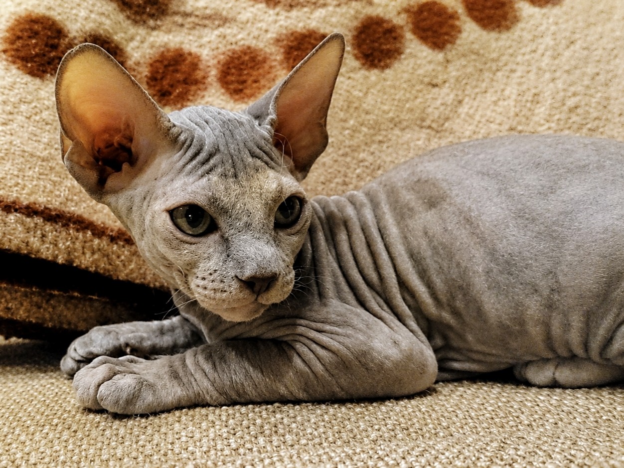 eva_sphynx_cat в LOOKY — фото 2