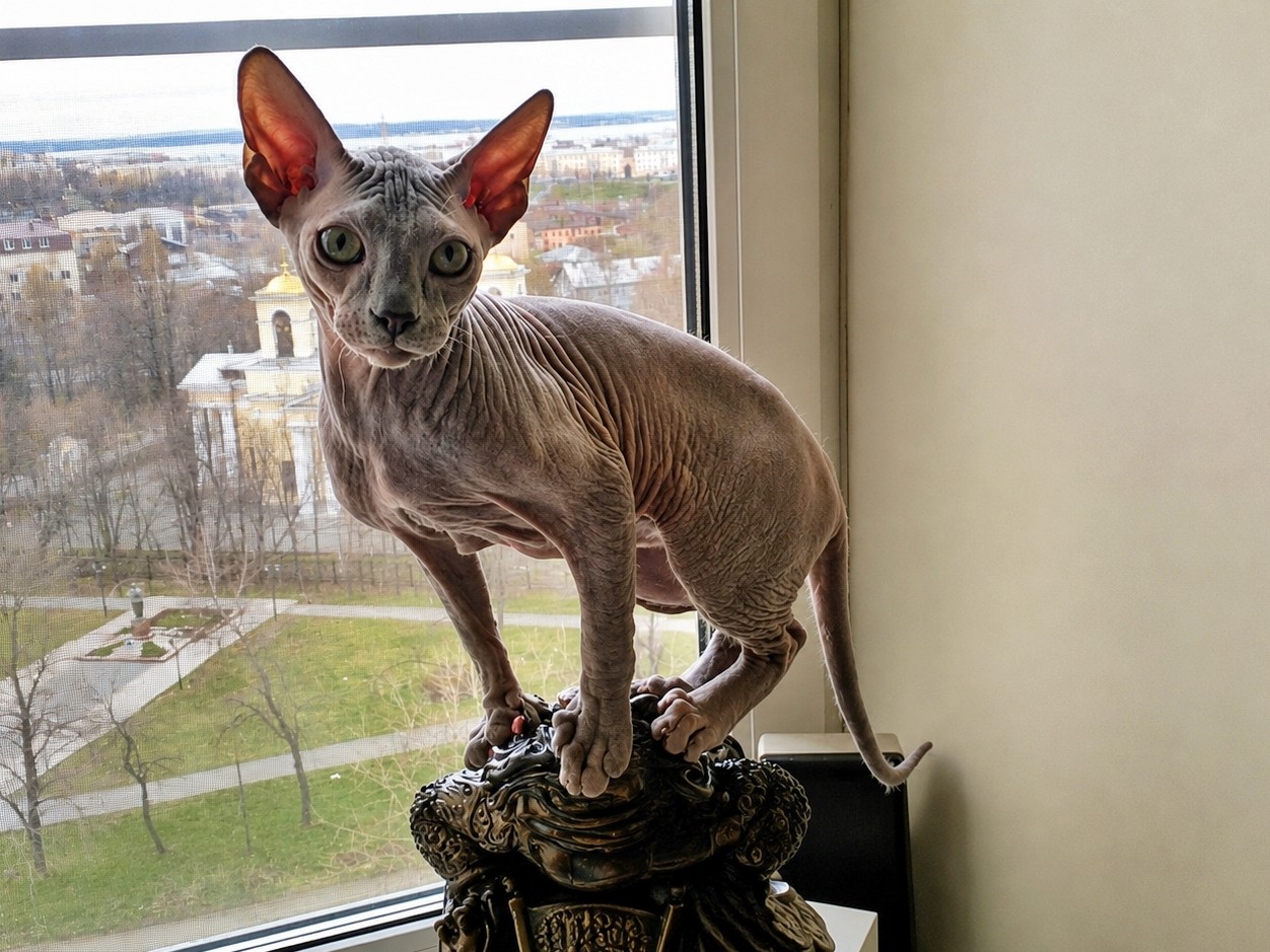 eva_sphynx_cat в LOOKY — фото 4