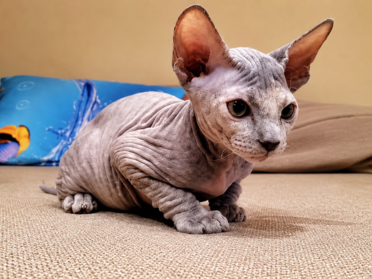 eva_sphynx_cat в LOOKY — фото 3
