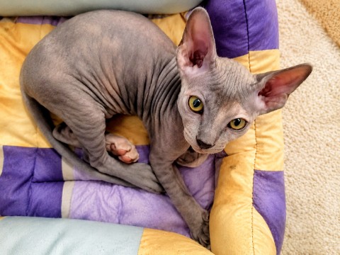 eva_sphynx_cat в LOOKY. #ева,#сфинкс,#sphynx,#донскойсфинкс,#кошка,#котики,#котэ,#лысая,#evasphynxcat,#мыизкотограмаlooky,#looky_official,#looky,#LOOKY_контент,#looky_you,#you. Узнаёте? Всем привет...