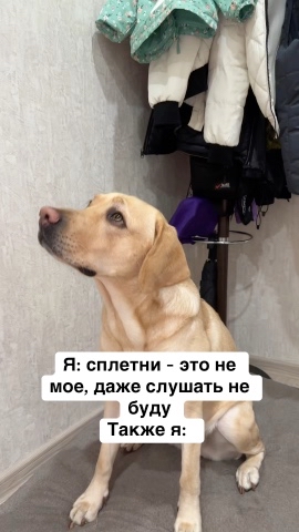 На связи лабрадор Бен-Бен в LOOKY. #276247301,#собака,#собакадругчеловека,#любовь,#малыш,#питомец,#воскдлялап. А если еще рассказыв...