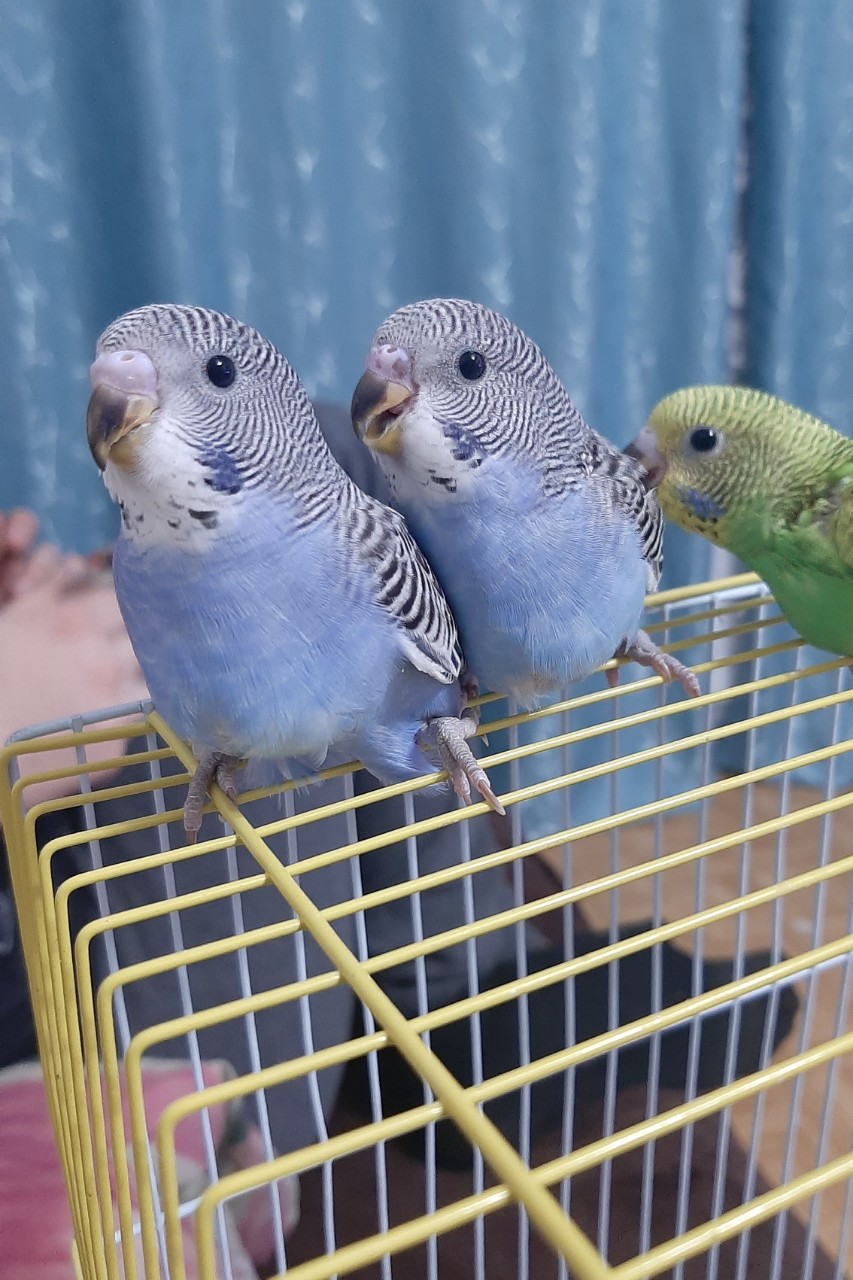 Natali-Om в LOOKY. . Вот такие пузики под...