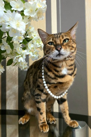 afina_zeus в LOOKY. #лето,#июль,#коты,#мыизкотограма,#фотомомент,#моифото,#красивыекошки,#хвостатый_друг,#бенгалы,#бенгальскаякошка,#looky,#looky_official,#looky_кошки,#looky_контент. Лето переходит свой ...