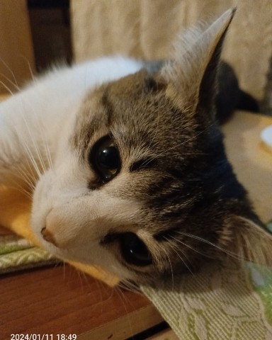 Кот Мурчик в LOOKY. . 