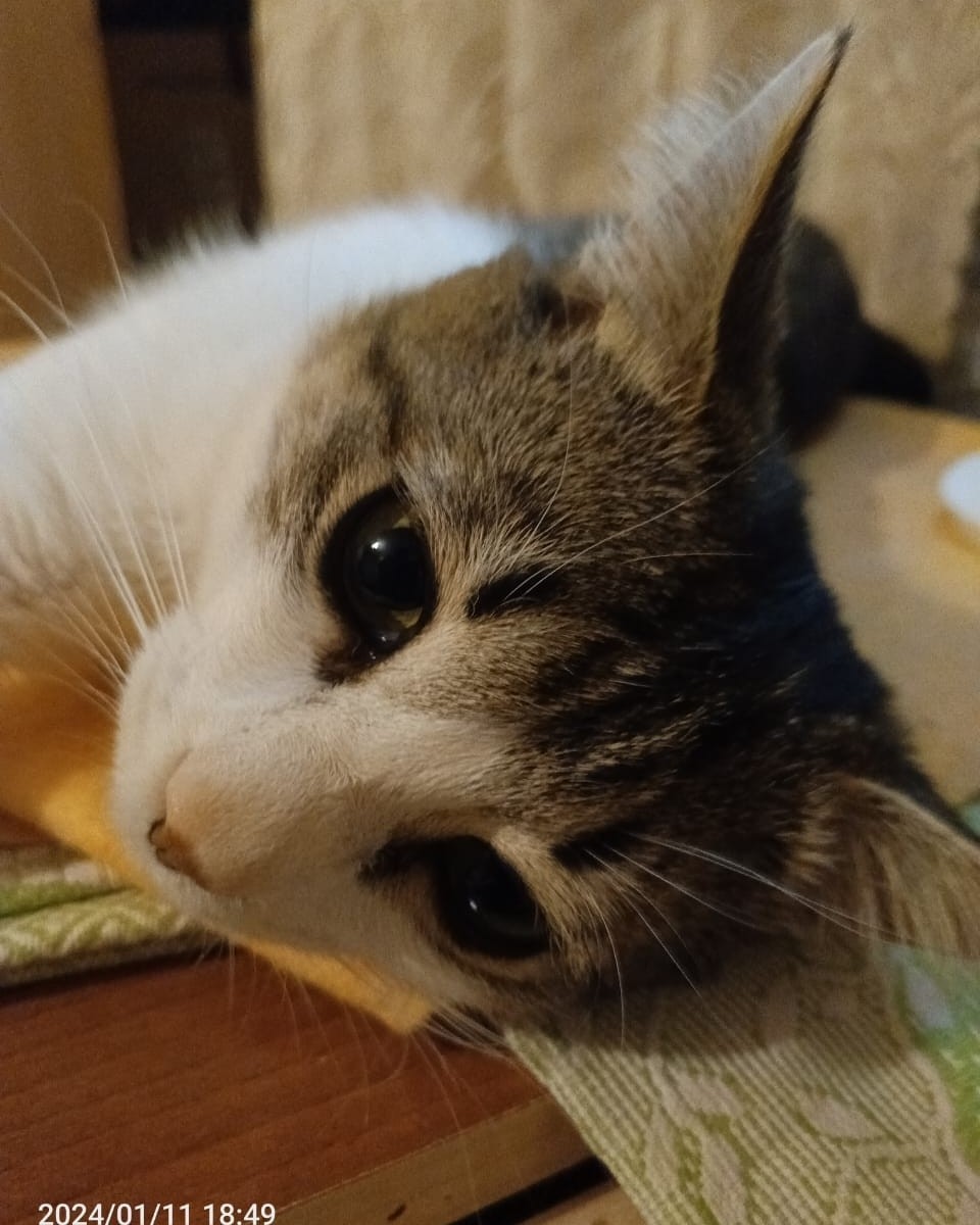 Кот Мурчик in LOOKY. . 