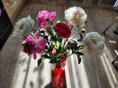 Ирина в LOOKY. #розовый,#белый. Красивые пионы [#цве...