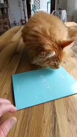 Simba в LOOKY. . Симба красавчик .

К...