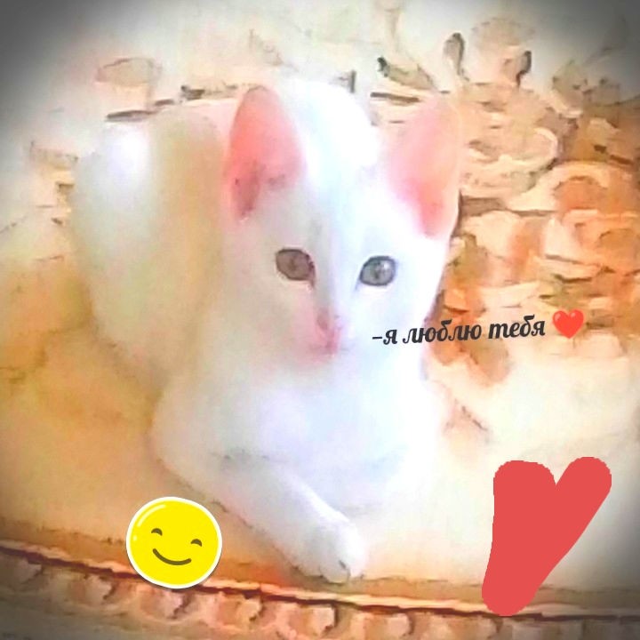 Элила in LOOKY. . Мой любимый котик