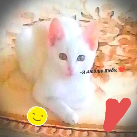 Элила в LOOKY. . Мой любимый котик