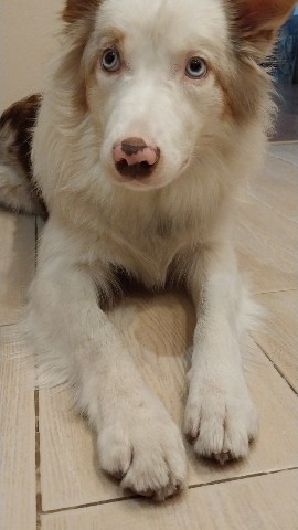 Аглая Рыжая в LOOKY. #АглаЯотАдоЯ,#Кина,#глава_из_книги,#bordercollie. На днях я поняла, чт...