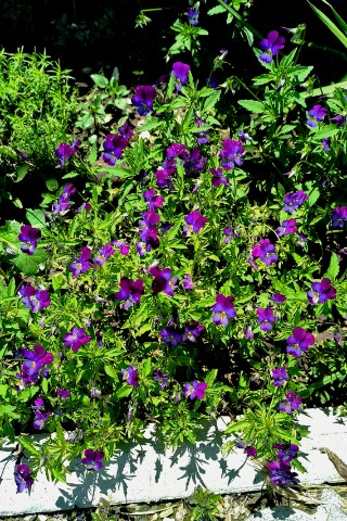 elena__chernyshova__90 в LOOKY. . 😍🌸🌱 [#цветы ](цве...