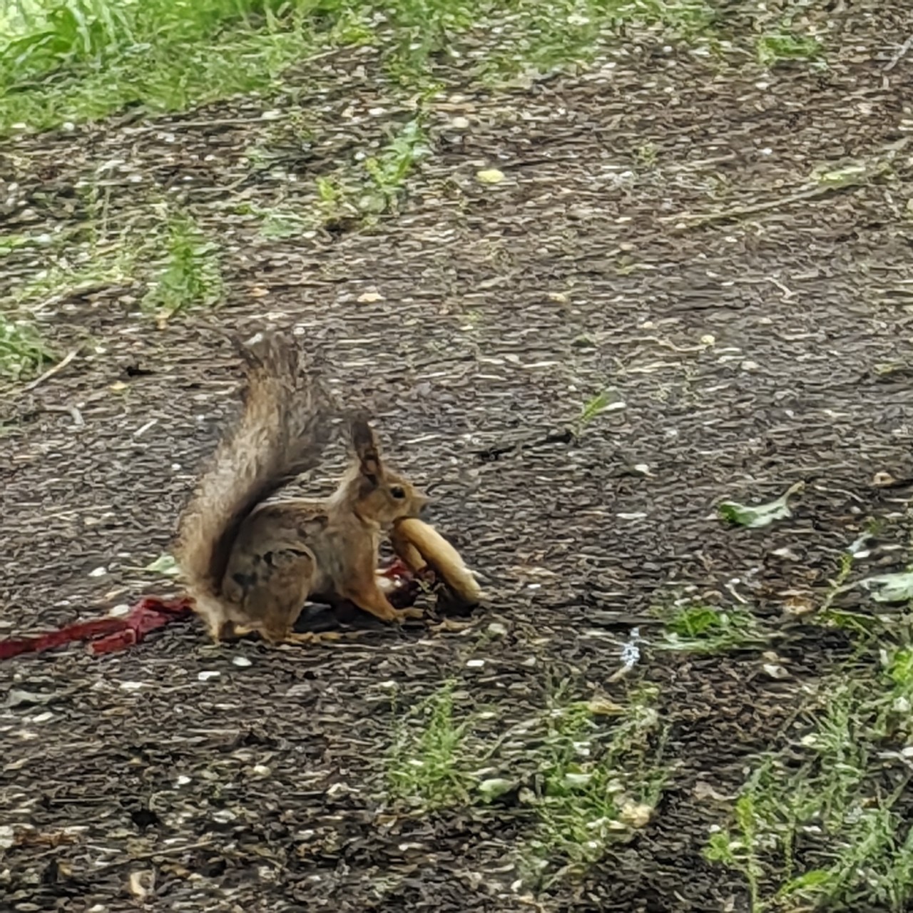 Во время прогулки в лесопарке увидели очаровательную белку🐿️ 
Жаль орешков не оказалось с собой.

#животные #прогулка #парк
