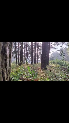 aesthetics_dream_1605 в LOOKY. . Фотки с леса ✨️ 🌲