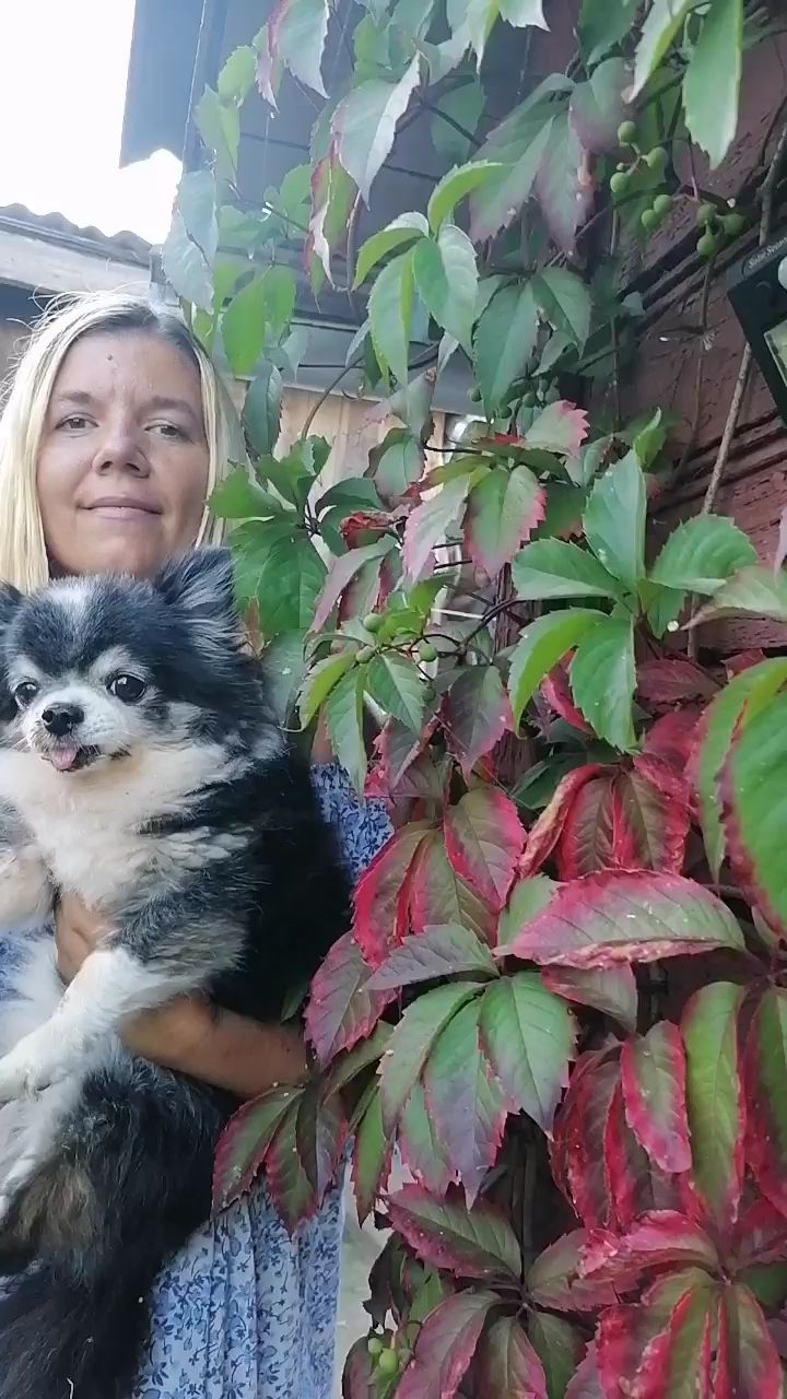Looky_177247406349892 в LOOKY. #чихуахуа,#лётом. #чихуахуа 🐶 #лётом ...