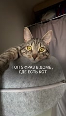 lifestyle influencer  блогерств в LOOKY. #233855851. А вы кормили кота?
К...