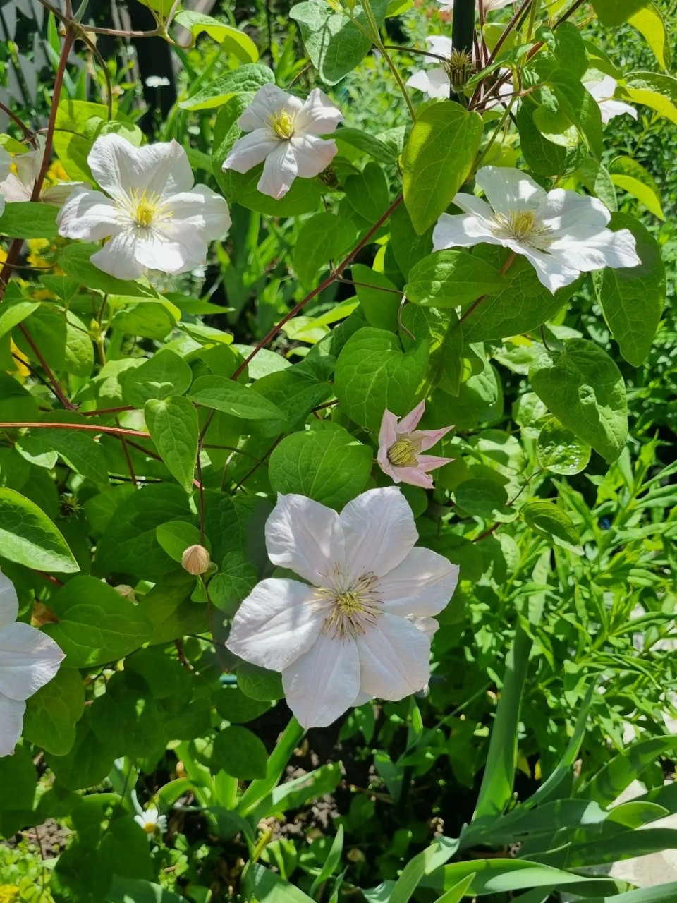 Flowers в LOOKY — публикация