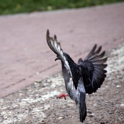 yuriy23 в LOOKY. #голубь,#голуби,#птица,#птицы,#природа,#натуралист,#птицамира,#bird,#birds,#pigeon,#pigeons,#nature,#сизарь,#сизари,#сизыйголубь,#юныйнатуралист,#природавокруг,#природавокругнас,#природаРоссии. Сизарь / #голубь #го...