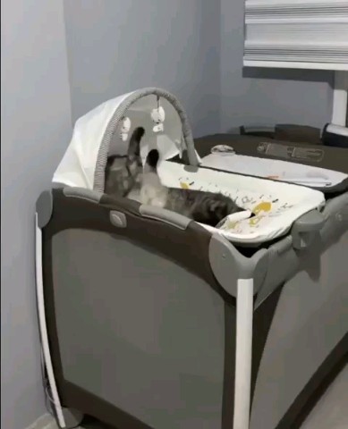 vetklinika.brb в LOOKY. . Идеально 😹 😹