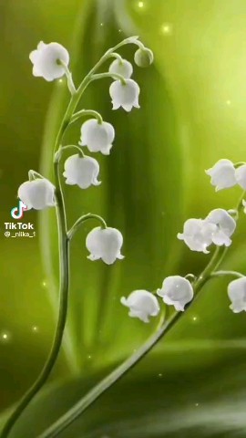 Looky_1678196310005 в LOOKY. #looky_наприроде. #looky_наприроде#
