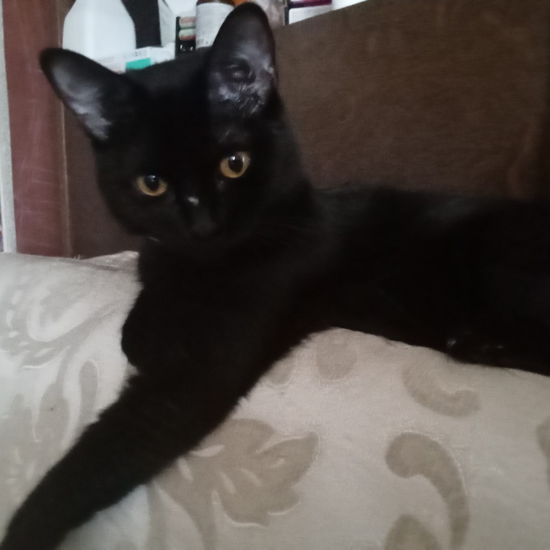 🐱 Наша [#кошка](кошка) с характером, как видно по взгляду 😌
[#серьезная](серьезная) [#сон](сон) [#отдых](отдых) 