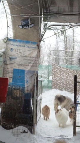 Питомник Тульский Сапфир Татьяны в LOOKY. . Мой питомник Тульски...