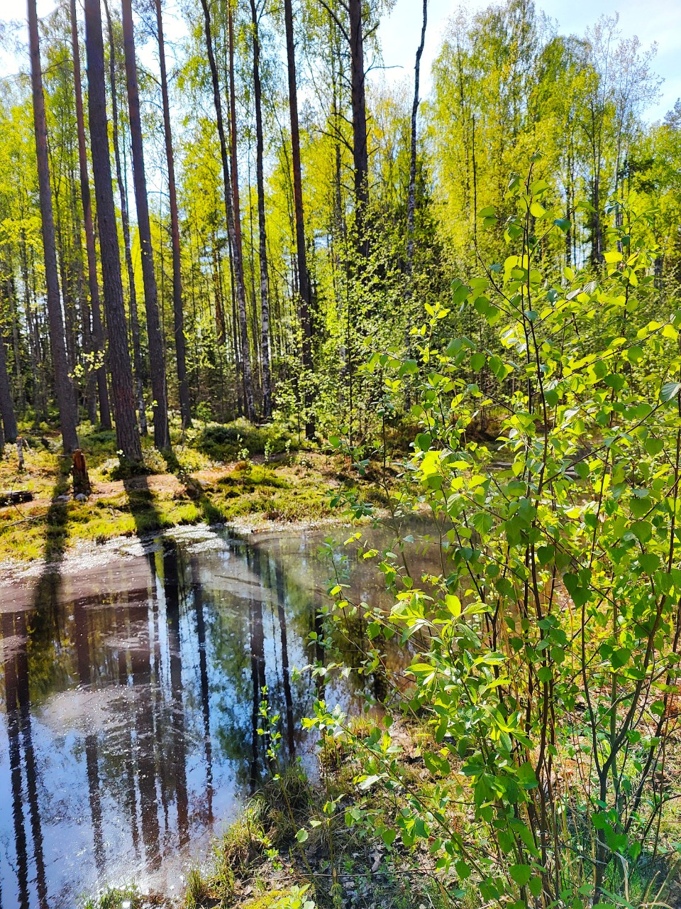 Виктор в LOOKY. #весна
#карелия,#karelia,#karjala,#живувкарелии,#природа,#природакарелии
#looky,#looky_official,#LOOKY_контент,#looky_you,#you,#looky_топ. Карелия🌲Karjala
#ве...