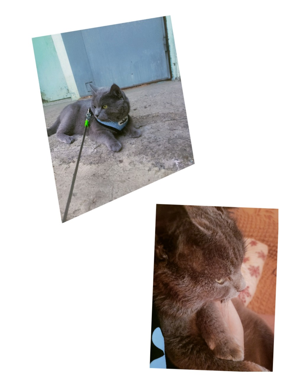 "Когда Саймон взрослый серьезный кот"😼...но на ручках у "мамы" становится сладкой булочкой🥐💕
 
#очейочарование♥️#Саймон#ласковыйбританец#мойкисульбастый♥️