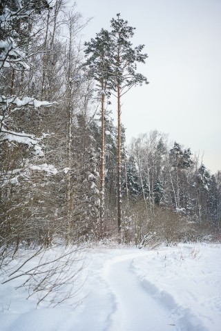 poboruev_landscape в LOOKY. #снег,#лес,#парк,#дорожка,#тропинка,#сосны. Февраль не торопится...