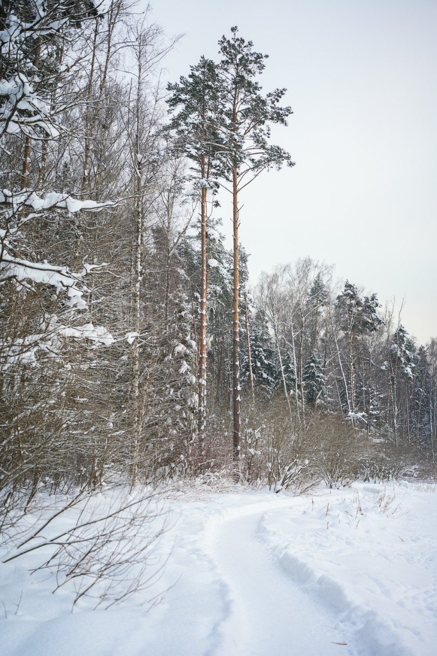 poboruev_landscape in LOOKY