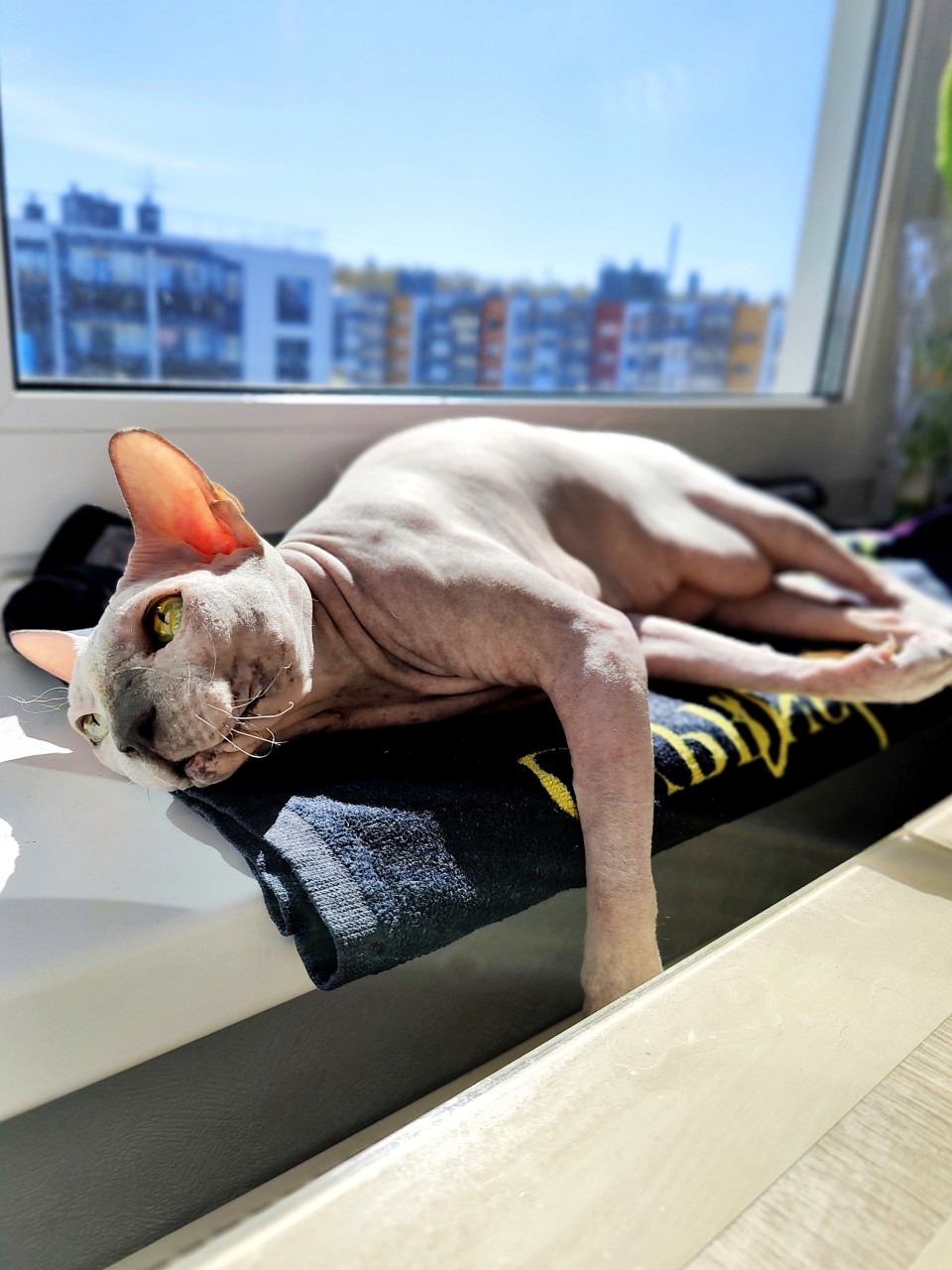 eva_sphynx_cat в LOOKY — фото 2