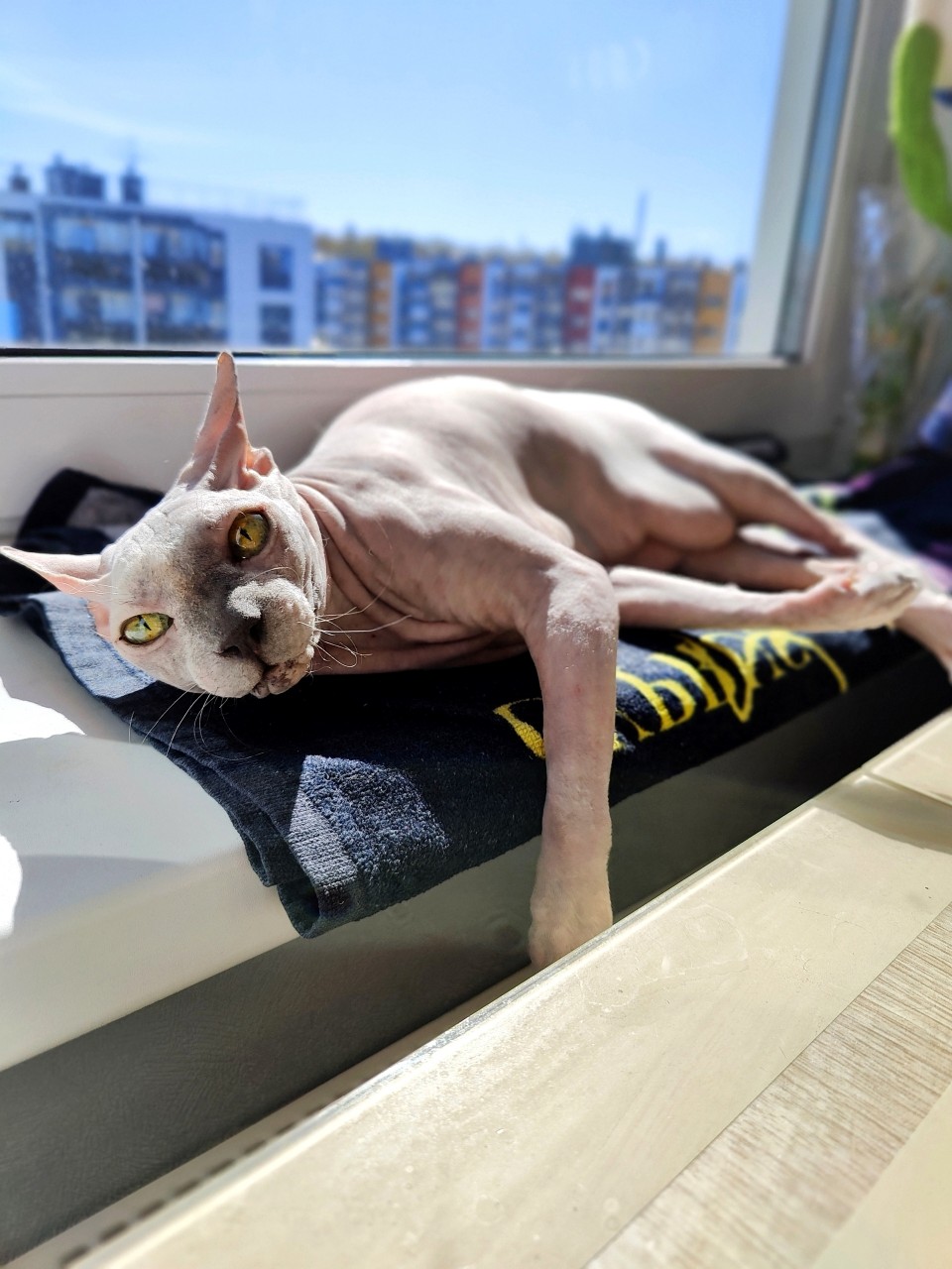 eva_sphynx_cat в LOOKY — фото 3