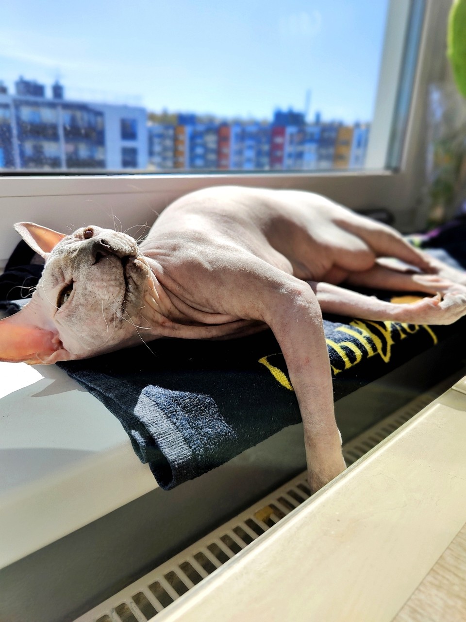 eva_sphynx_cat в LOOKY — фото 4