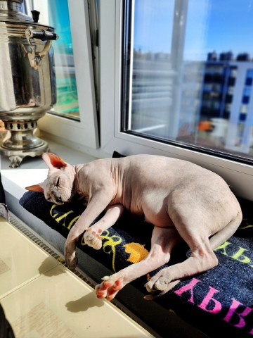 eva_sphynx_cat в LOOKY. #ева,#сфинкс,#sphynx,#донскойсфинкс,#кошка,#котики,#котэ,#лысая,#evasphynxcat,#мыизкотограмаlooky,#looky_official,#looky,#LOOKY_контент,#looky_you,#you. Привет, друзья! Всем...