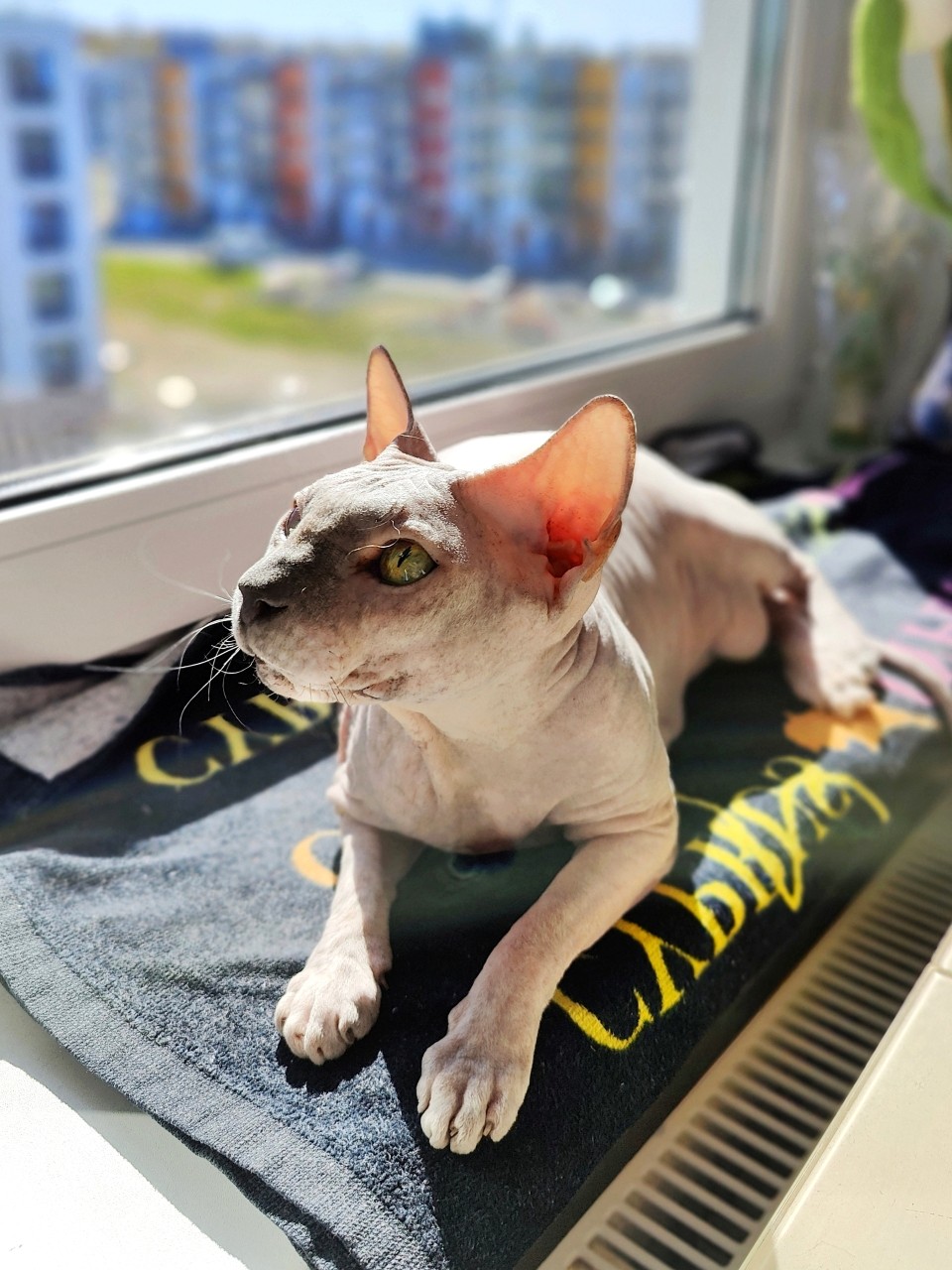 eva_sphynx_cat в LOOKY — фото 5