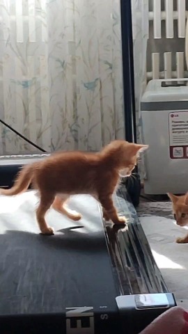 elena_pogozeva в LOOKY. . Рыжятинки🐱😺

[#кот...