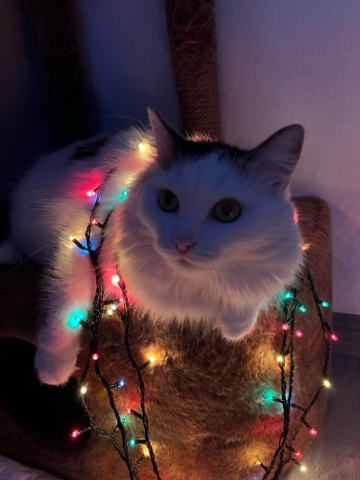 k_nastasiy в LOOKY. #творческий_нг,#happynewyear2025,#christmas,#christmastree,#безфильтров,#happy,#food,#smile,#music,#christmassong,#family,#зима,#времячудес,#рождество,#мороз,#snow,#с_наступающим_2025,#one_love,#поезда,#работа,#work,#travel,#traveling,#отдых,#holyday,#россия,#рейс,#me,#love,#selfie,#photooftheday,#fun,#followme,#vacations,#goodtimes,#friends,#bestoftheday,#happy,#l4l,#beautiful,#likeforlike,#vkontakte,#vk,#party,#nofilter,#bored,#repost,#hot,#fitness,#all_shots,#eyes,#lol,#style,#nature,#night,#funny,#letitsnow,#toy,#ёлка2025,#новогоднеенастроение,#merrychristmas,#зима,#времячудес,#времяволшебства,#новыйгод2025,#wonderfullife. #творческий_нг  #hap...