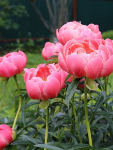 florasad_vera в LOOKY. . Они практически близ...