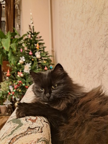 legist_irina в LOOKY. . 