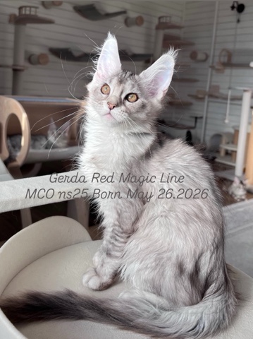 elena.vishneva в LOOKY. #redmagicline,#silvermainecoonkitten,#mainecoonkitty,#питомникмейнкуновмосква,#котенокмейнкунмосква. Прекрасная серебряна...