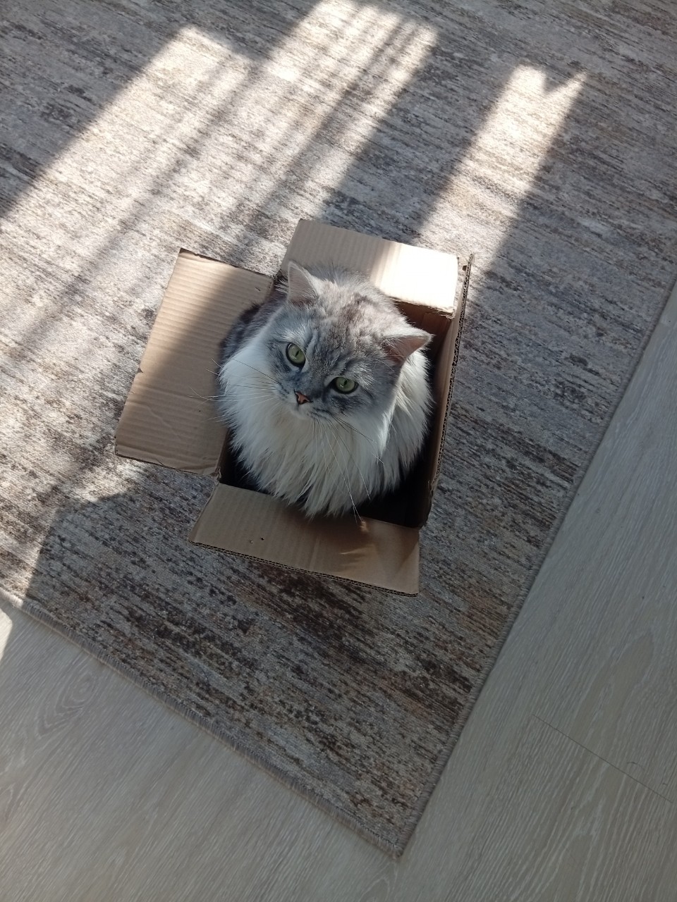 darenka_little в LOOKY. #cat. #cat [#cats_of_insta...